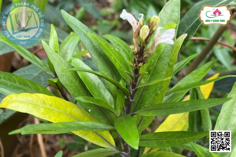 Thanh Táo - Justicia Gendarussa, Acanthaceae