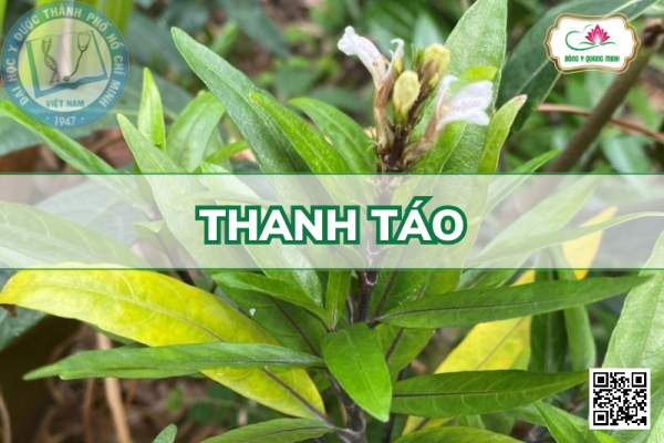 Thanh Táo - Justicia Gendarussa, Acanthaceae