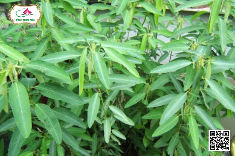 Thóc Lép Động - Codariocalyx Motorius (Houtt.) H.Ohashi