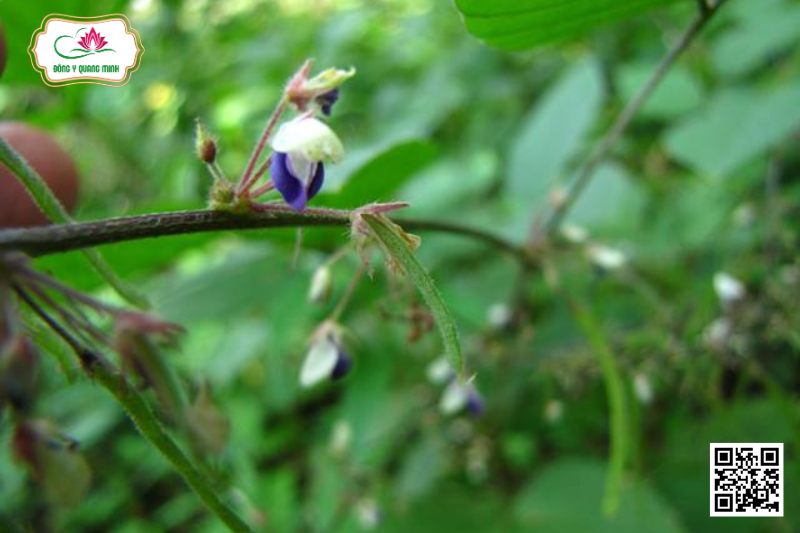 Thóc Lép Bướm - Desmodium Laxiflorum DC