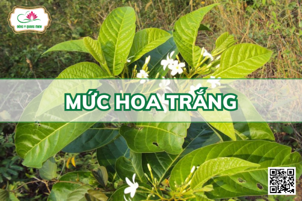Mức Hoa Trắng - Holarrhena Pubescens, Apocynaceae