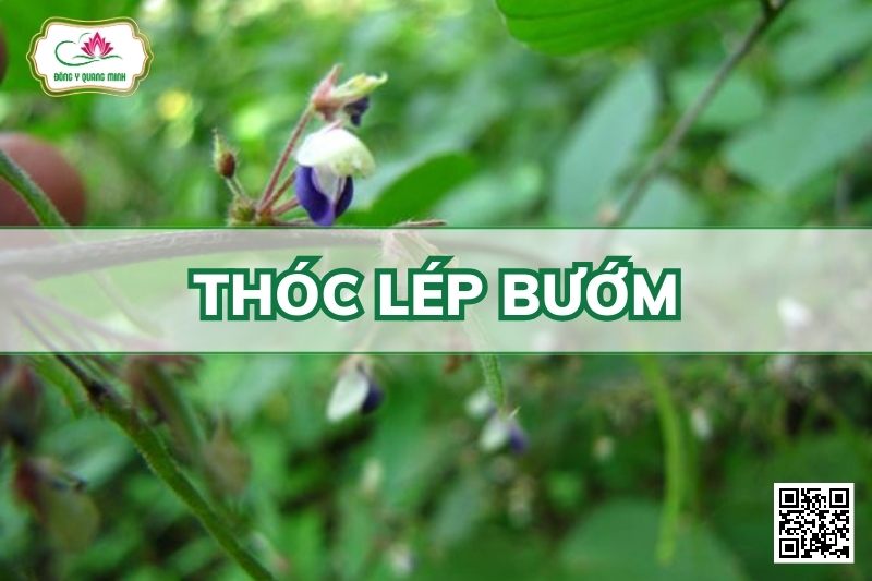 Thóc Lép Bướm - Desmodium Laxiflorum DC