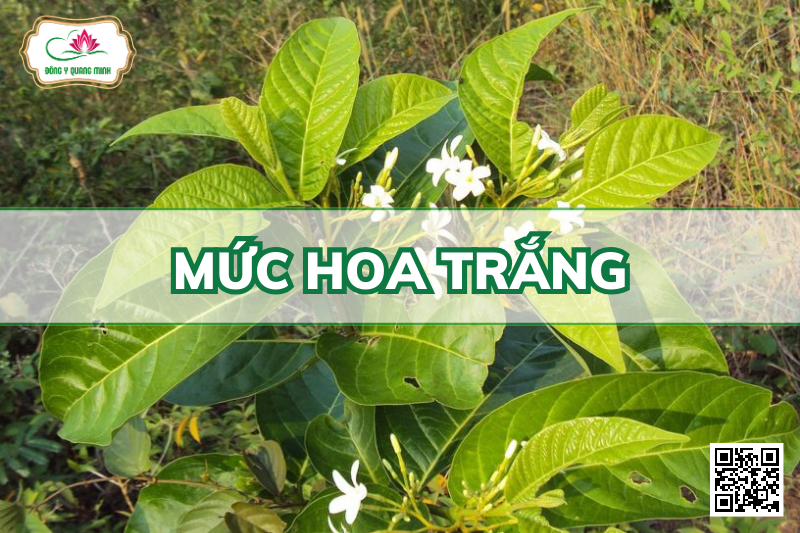 Mức Hoa Trắng - Holarrhena Pubescens, Apocynaceae