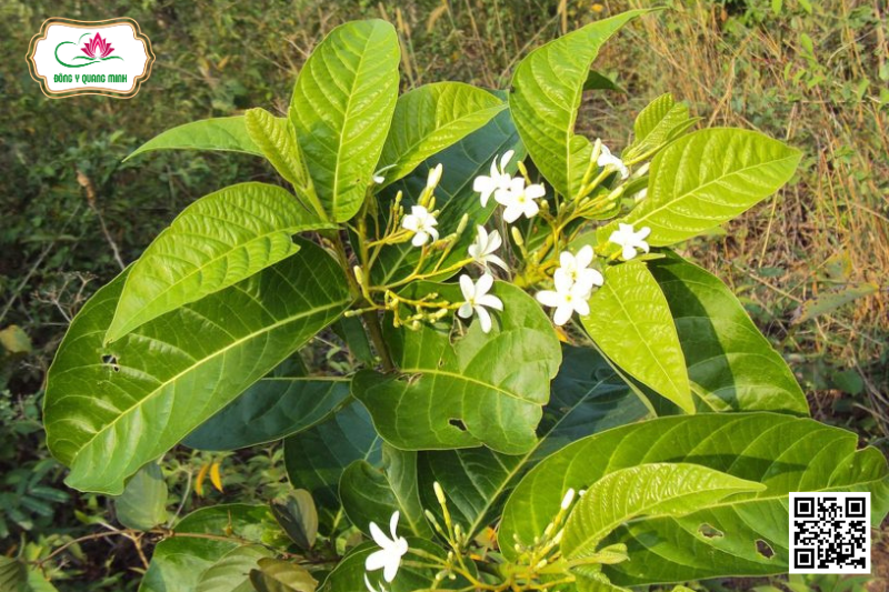 Mức Hoa Trắng - Holarrhena Pubescens, Apocynaceae