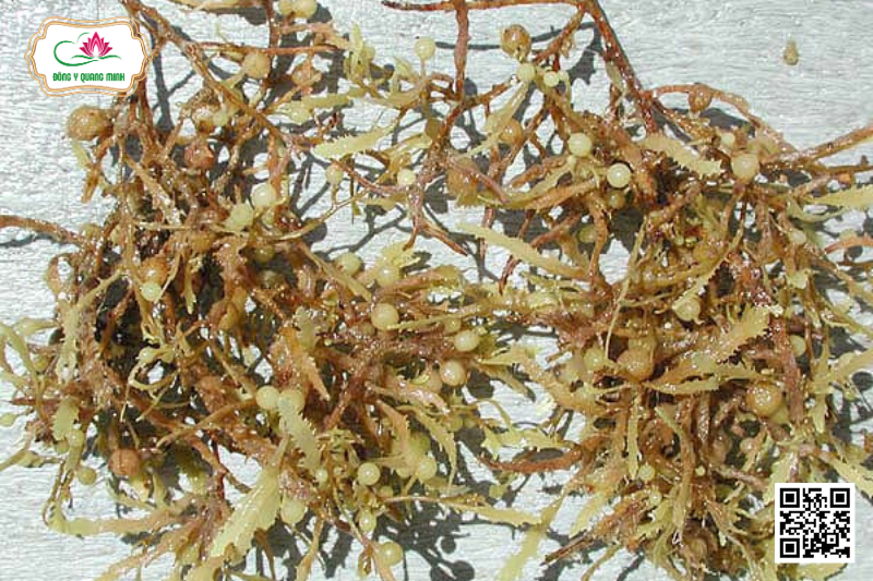 Rong Mơ – Sargassum Henslowianum, Sargassaceae