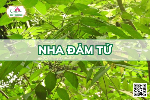 Nha Đảm Tử – Brucea javanica, Simaroubaceae
