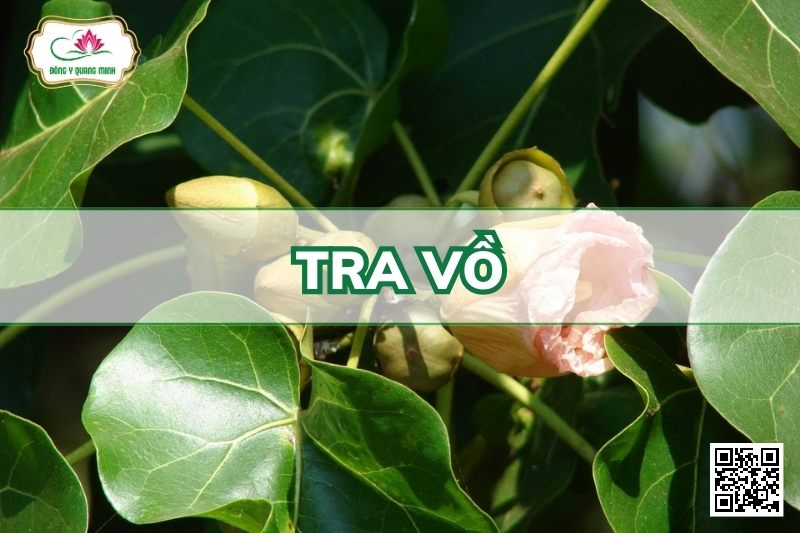 Tra Vồ - Thespesia Populnea (L.) Soland. Ex Correa