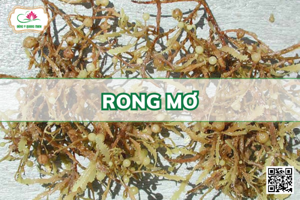 Rong Mơ – Sargassum Henslowianum, Sargassaceae