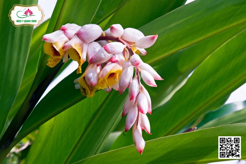 Thảo Đậu Khấu Bắc - Alpinia Zerumbet (Pers.) Burtt Et R. M. Smith