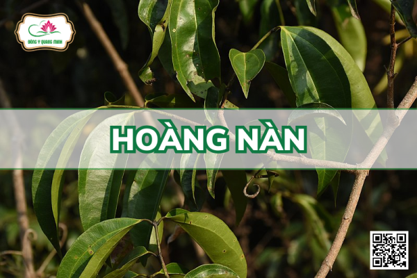 Hoàng nàn –Strychnos wallichiana, Loganiaceae