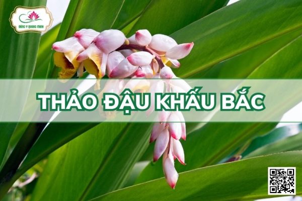 Thảo Đậu Khấu Bắc - Alpinia Zerumbet (Pers.) Burtt Et R. M. Smith