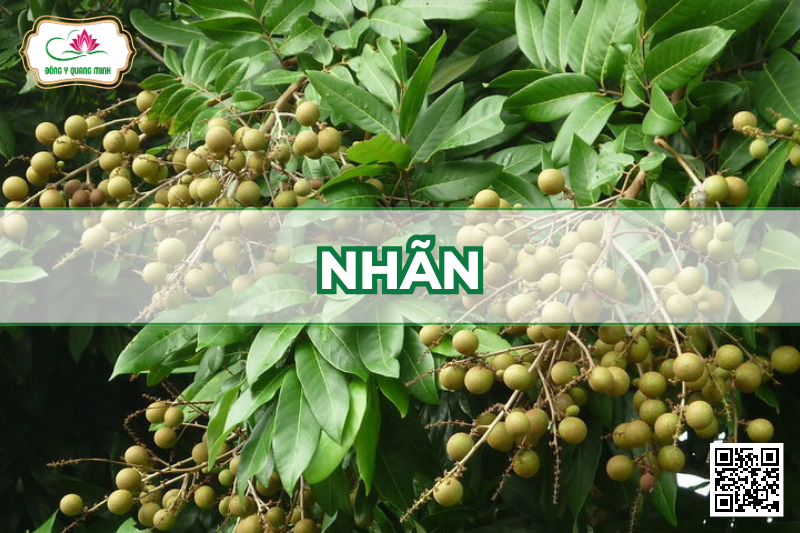 Nhãn - Dimocarpus Longan, Sapindaceae