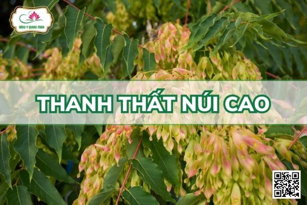Thanh Thất Núi Cao - Ailanthus Altissima (Mill.) Swingle