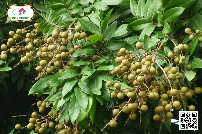 Nhãn - Dimocarpus Longan, Sapindaceae