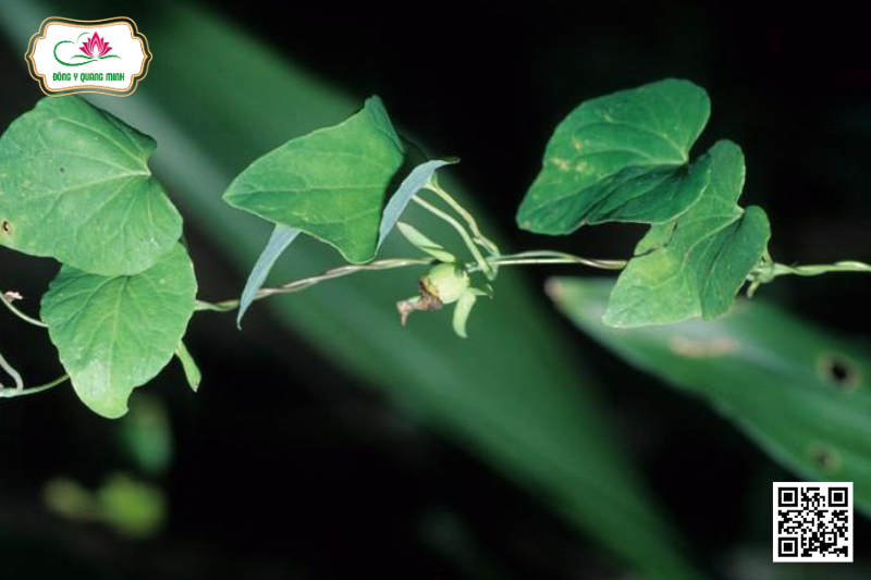 Đảng Sâm – Codonopsis Javanica, Campanulaceae