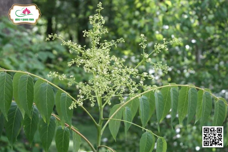Thanh Thất - Ailanthus Triphysa (Dennst.) Alston