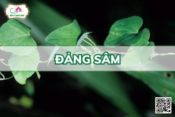 Đảng Sâm – Codonopsis Javanica, Campanulaceae