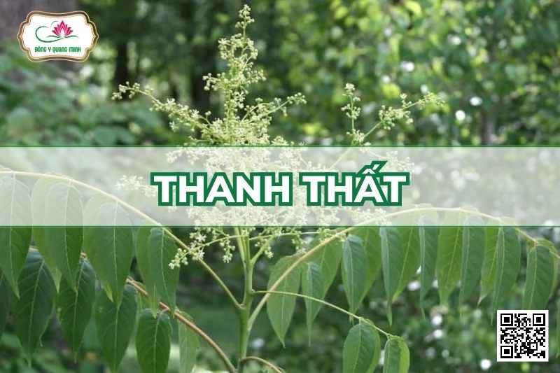 Thanh Thất - Ailanthus Triphysa (Dennst.) Alston