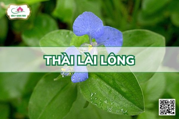 Thài Lài Lông - Commelina Benghalensis L