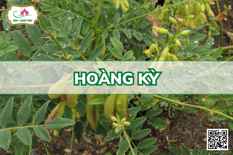 Hoàng Kỳ - Astragalus Propinquus, Fabaceae