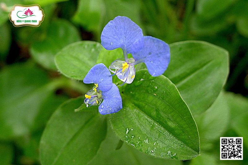 Thài Lài Lông - Commelina Benghalensis L