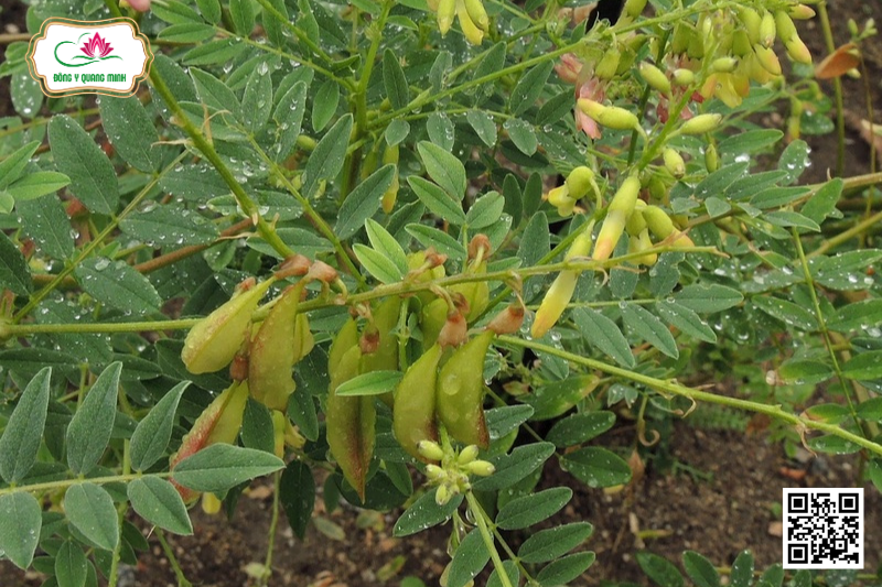 Hoàng Kỳ - Astragalus Propinquus, Fabaceae