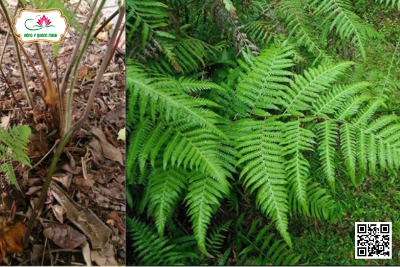 Cẩu Tích - Cibotium Barometz, Cibotiaceae