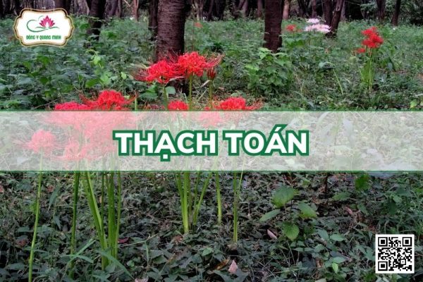 Tỏi trời