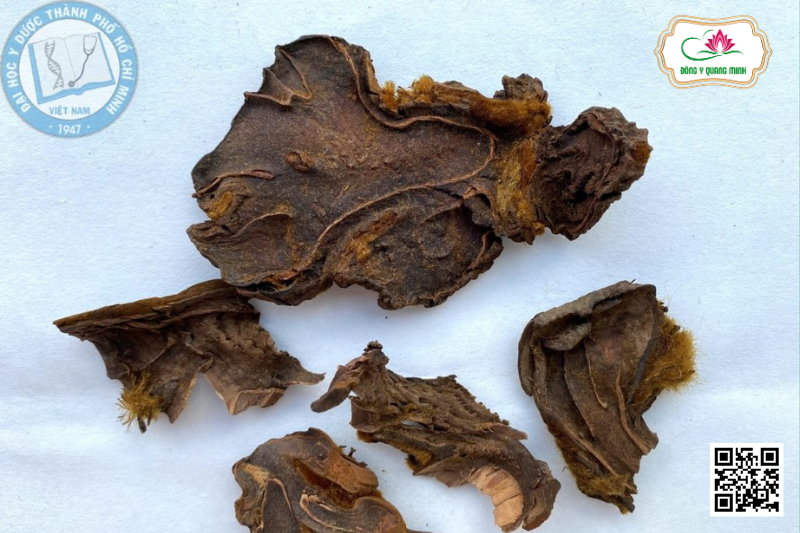 Cẩu Tích - Cibotium Barometz, Cibotiaceae