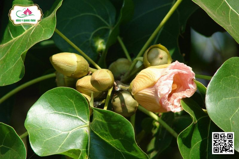 Tra Vồ - Thespesia Populnea (L.) Soland. Ex Correa