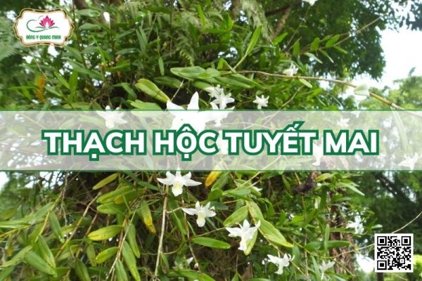 Thạch Hộc Tuyết Mai - Dendrobium Crumenatum Sw