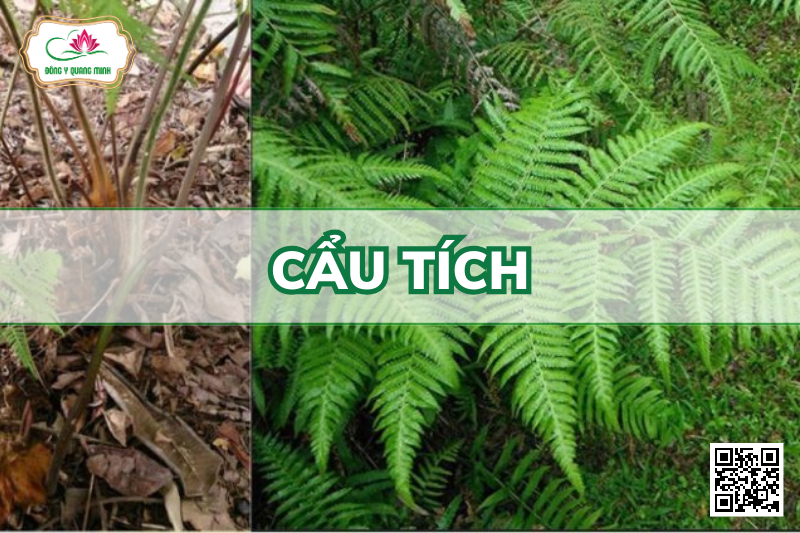 Cẩu Tích - Cibotium Barometz, Cibotiaceae