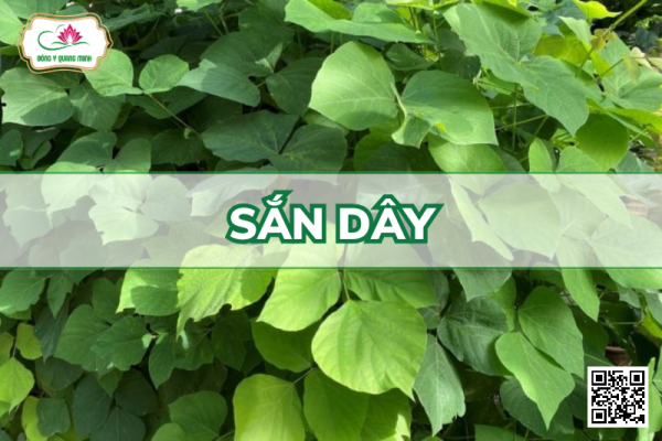 Sắn Dây - Pueraria Thomsonii, Fabaceae