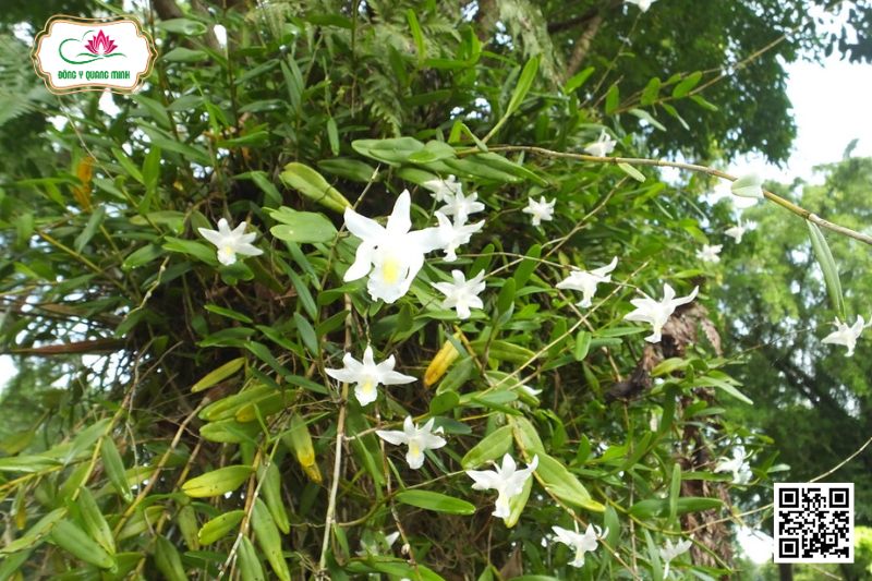 Thạch Hộc Tuyết Mai - Dendrobium Crumenatum Sw