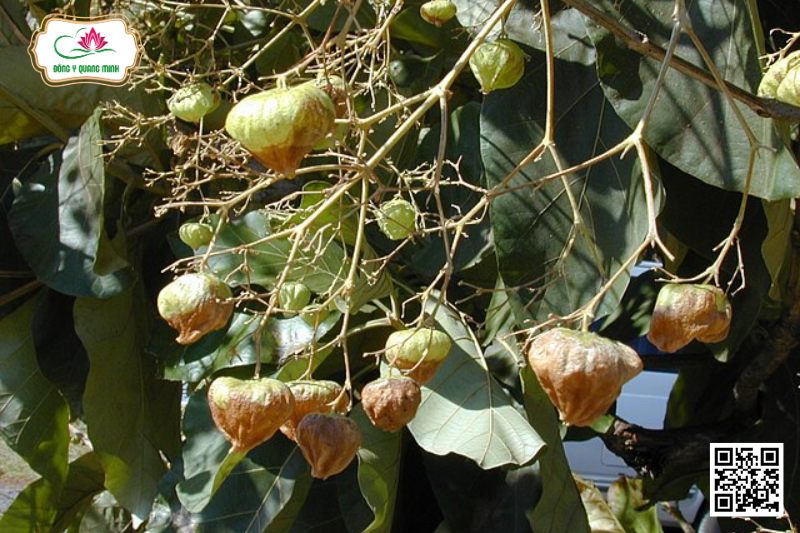 Tếch - Tectona Grandis L.F