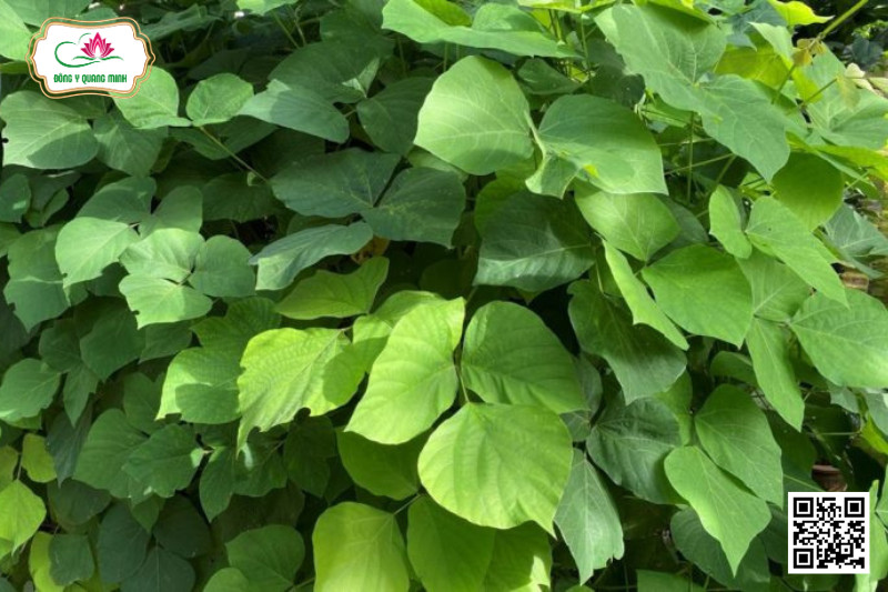 Sắn Dây - Pueraria Thomsonii, Fabaceae