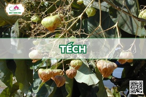 Tếch - Tectona Grandis L.F