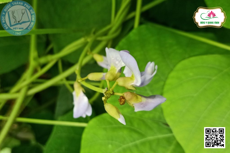 Sắn Dây - Pueraria Thomsonii, Fabaceae