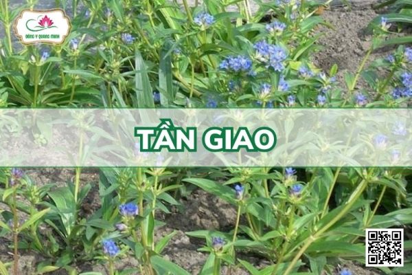 Tần Giao - Gentiana Macrophylla Pallas