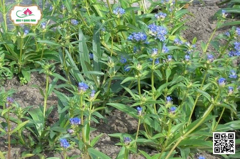 Tần Giao - Gentiana Macrophylla Pallas