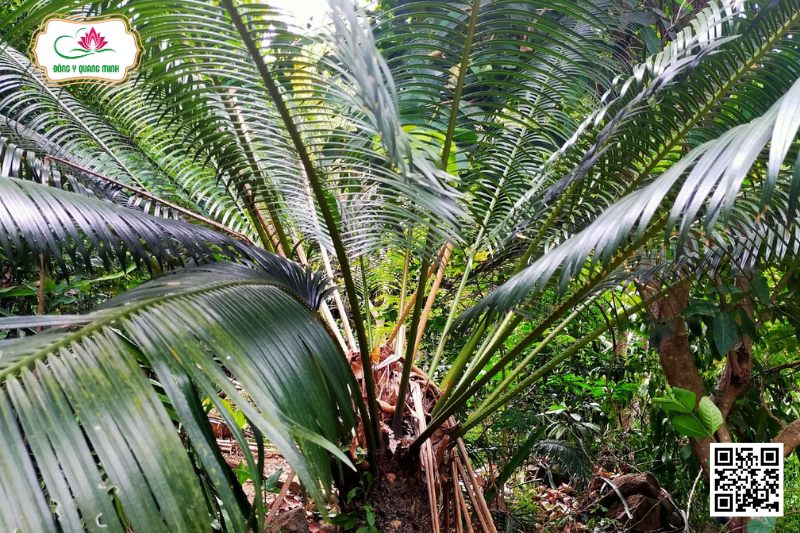 Sơn Tuế - Cycas Inermis L