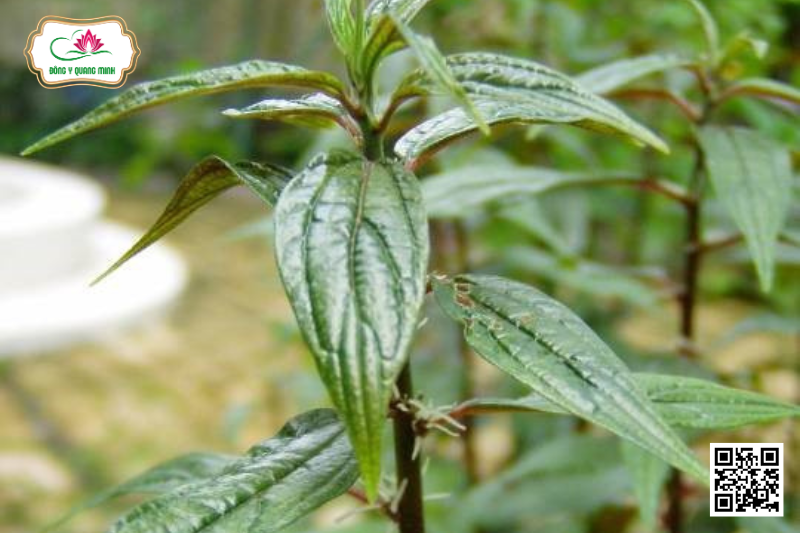 Thuốc Giòi - Pouzolzia Zeylanica, Urticaeae