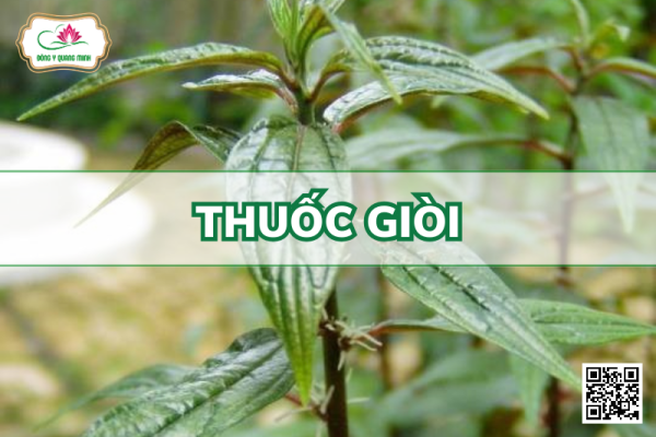Thuốc Giòi - Pouzolzia Zeylanica, Urticaeae