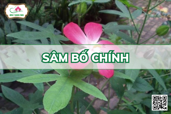 Sâm Bố Chính - Abelmoschus Sagittifolius, Malvaceae