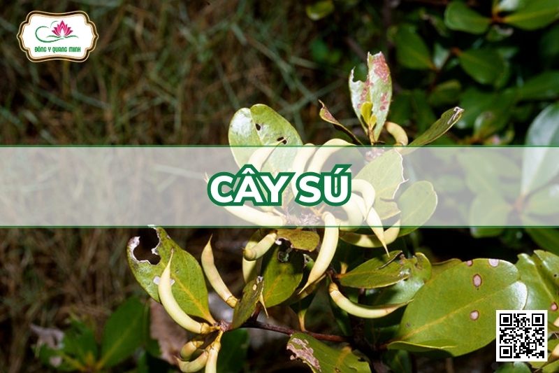 Cây Sú - Aegiceras Corniculatum (L.) Blanco