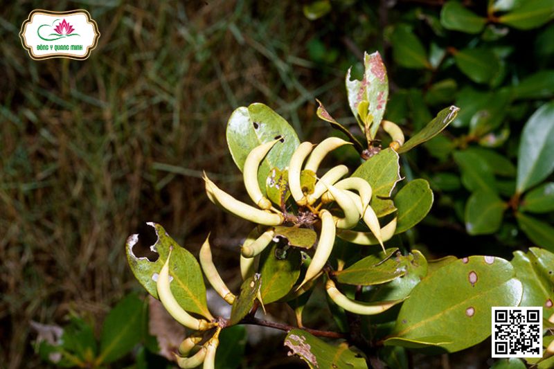 Cây Sú - Aegiceras Corniculatum (L.) Blanco