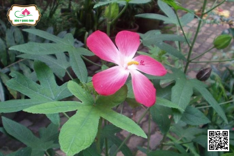 Sâm Bố Chính - Abelmoschus Sagittifolius, Malvaceae