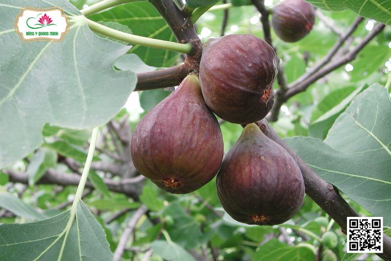 Sung Ngọt - Ficus Carica L