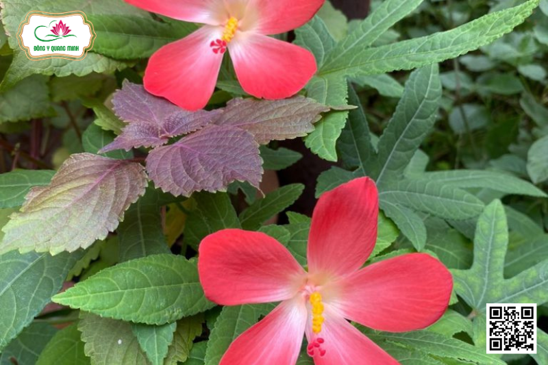 Sâm Bố Chính - Abelmoschus Sagittifolius, Malvaceae