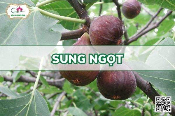 Sung Ngọt - Ficus Carica L